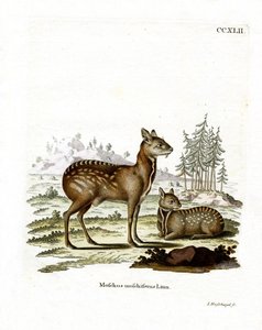 Cervo muschiato siberiano