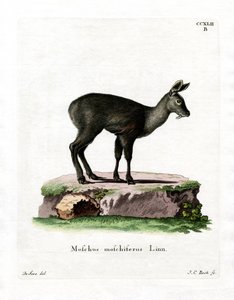 Cervo muschiato siberiano da German School