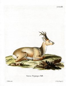 Capriolo siberiano