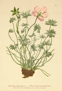 Geranio argenteo (Geranium argenteum) da German School