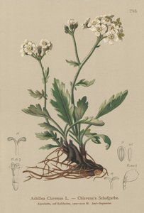 Achillea argentea da German School