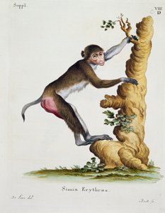 Simia erythraea da Mammals illustrated from Nature with descriptions da German School