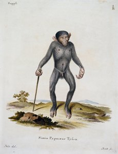 Simia pygmaeus, da Mammiferi illustrati dalla Natura con descrizioni, di Johann Christian Daniel von Schreber (1739-1810), incisione di IC Bock, Germania da German School