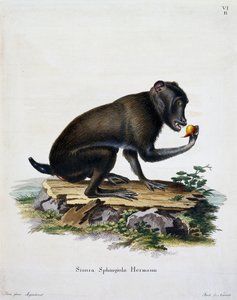 Simia sphingiola, da Mammiferi illustrati dalla natura con descrizioni, di Johann Christian Daniel von Schreber, incisione di IC Bock, Germania da German School