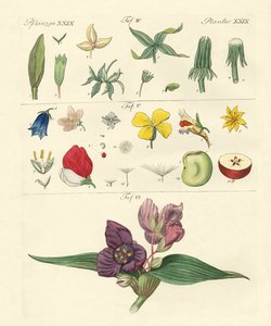 Parti singole di fiori