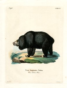 Orso Lento da German School