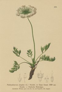 Piccolo levistico alpino (Pachypleurum mutellinoides, Pachypleurum simplex Pachypleurum alpinum, Pachypleurum simplex, Neogaya simplex, Gaya simplex, Ligusticum simplex) da German School