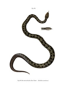 Serpente liscio da German School