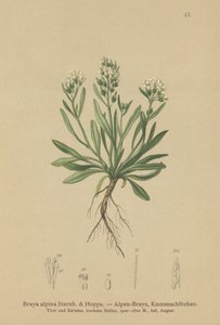 Cardamine alpina liscia (Braya alpina, Sisymbrium alpinum) da German School