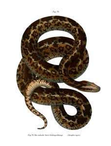 Serpente