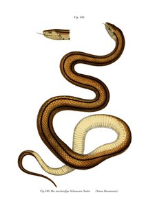 Serpente da German School