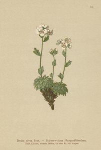 Draba nivea (Draba nivea) da German School
