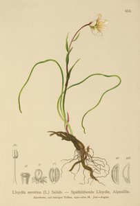 Lloydia serotina, Gagea serotina, Lloydia alpina, Lloydia striata da German School
