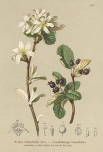 Amelanchier (Aronia rotundifolia, Amelanchier ovalis)