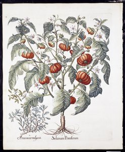 Solanum Pomiferum da Hortus Eystettensis di Basil Besler (1561-1629) pubblicato nel 1613 da German School