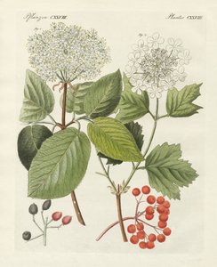 Alcuni tipi di viburno (incisione colorata)