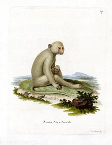 Mangabey fuligginoso da German School