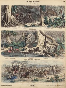 Sud America: giungla in Brasile; riva del fiume in Guyana; indiani che sorprendono i Gauchos nelle Pampas e fuggono con la loro mandria di bovini