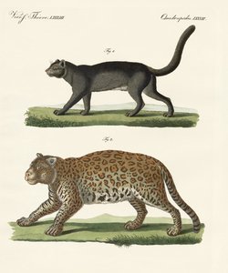 Animali sudamericani da German School