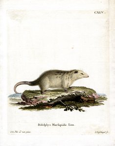 Opossum meridionale da German School