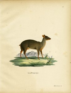 Pudu meridionale