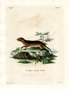 Opossum meridionale dai fianchi rossi da German School