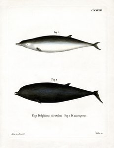 Zifio di Sowerby