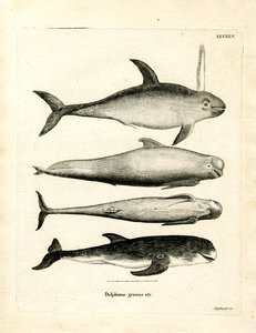 Specie di delfini da German School