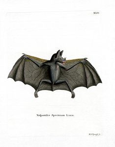 Pipistrello spettrale da German School