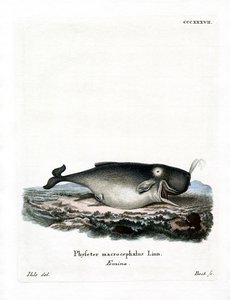 Capodoglio