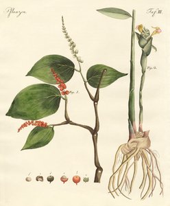 Spezie