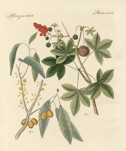 Piante piccanti