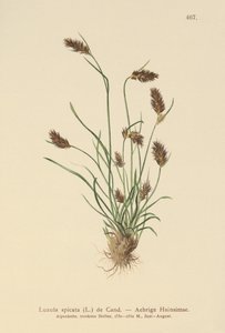 Luzula spicata