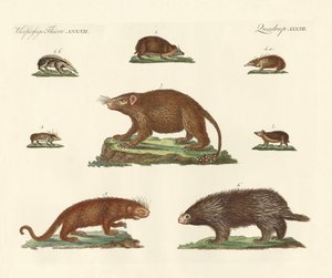 Animali spinosi da German School