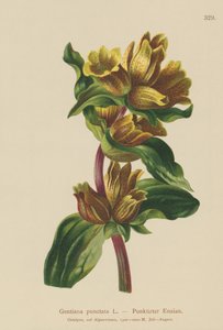 Genziana maculata (Gentiana punctata)
