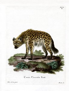 Iena maculata