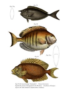 Pesce Unicorno Maculato