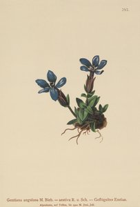 Genziana di primavera (Gentiana verna, Gentiana angulosa, Gentiana aestiva)