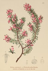 Erica carnea da German School
