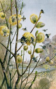 Primavera nel mondo degli insetti, tavola da Brehms Tierleben: Allgemeine Kunde des Tierreichs, vol.9, p.216, pubblicato da Bibliographisches Institut, 1892 da German School