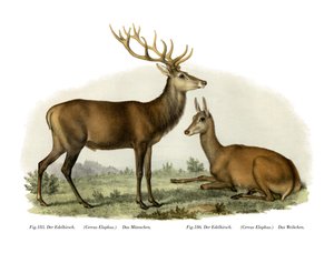 Cervo, 1860