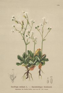 Sassifraga stellata (Saxifraga stellaris) da German School
