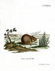Pika delle steppe da German School