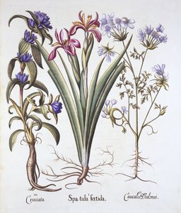 Giaggiolo puzzolente, orlaya e genziana crociata, da Hortus Eystettensis, di Basil Besler, pub. 1613