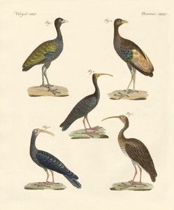 Strani uccelli brasiliani