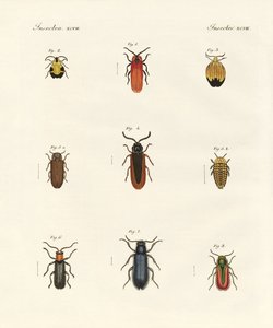 Coleotteri strani
