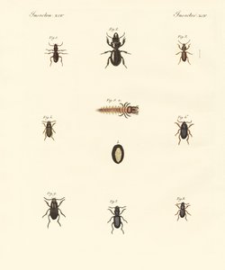 Strani coleotteri