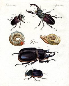 Coleotteri strani da German School