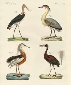 Uccelli strani da German School