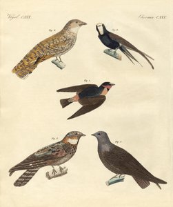 Uccelli strani da German School